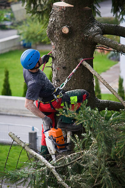 Best Hedge Trimming  in Beachwood, NJ