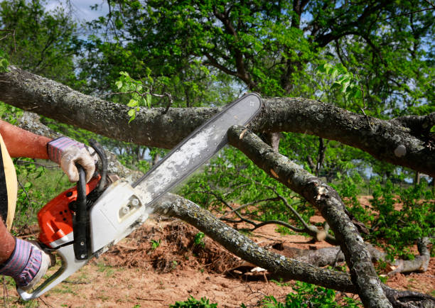 Best Root Management and Removal  in Beachwood, NJ